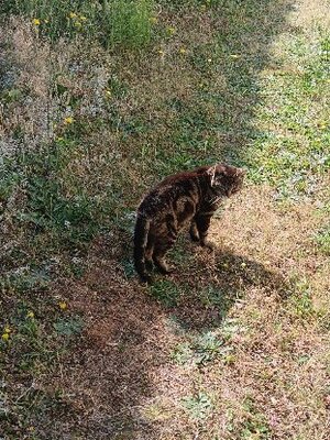 Adopter : Chipie