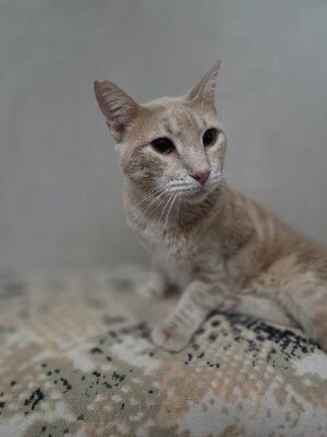 Adopter : Jerez