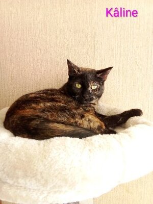 Adopter : Kaline / pirate