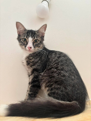Adopter : Kyoto