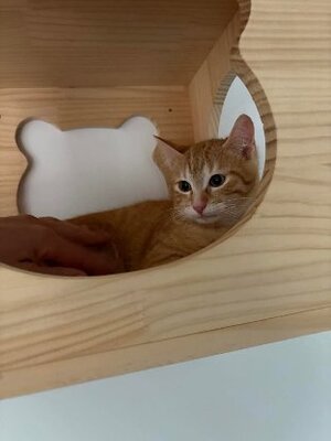 Adopter : Nino