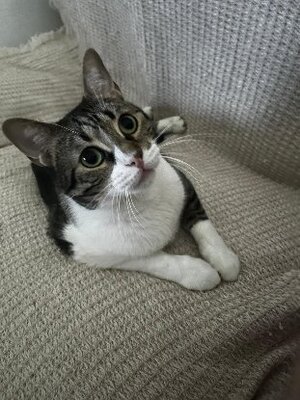 Adopter : Simba