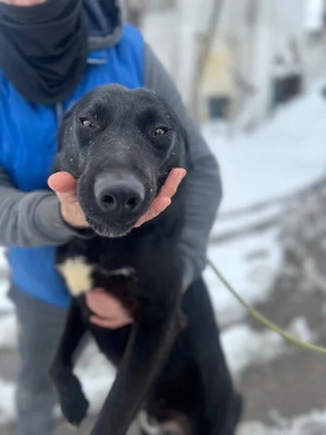Adopter : Aegon