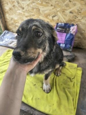 Adopter : Benji