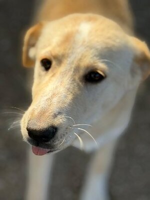 Adopter : Iris