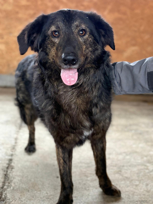 Adopter : Jumbilo