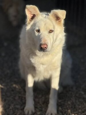Adopter : Leika