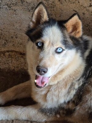 Adopter : Leon