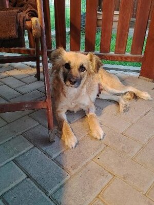 Adopter : Naïa