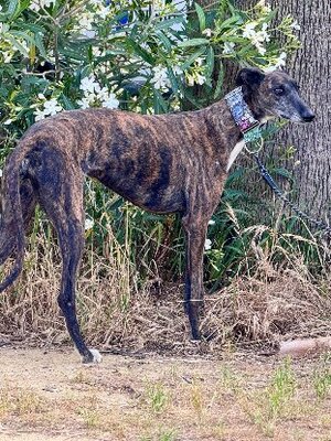 Adopter : Nara