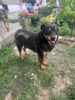 Adopter : Raven