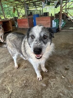 Adopter : Roco