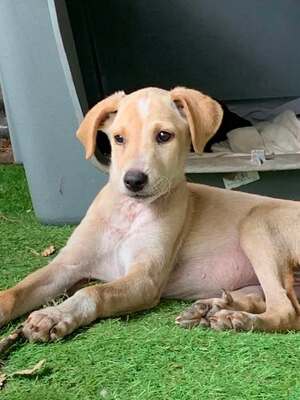 Adopter : Wendy