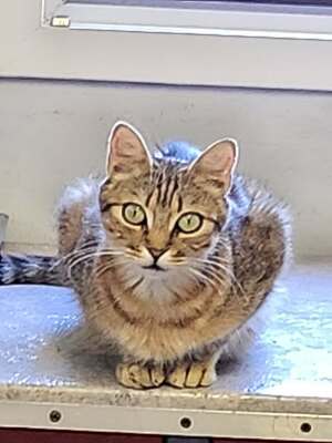 Adopter : BELLE 