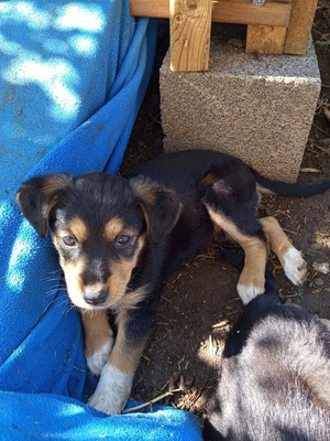 Adopter : Mafa