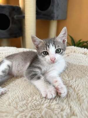 Adopter : Alvin