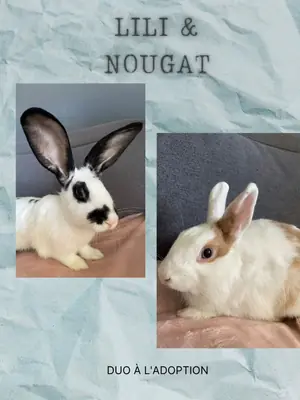 Adopter : Lili et Nougat