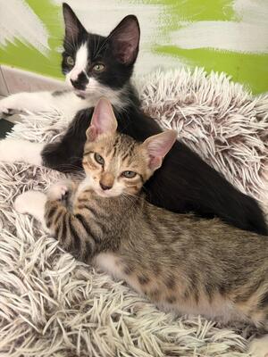 Adopter : KAITO et SORA