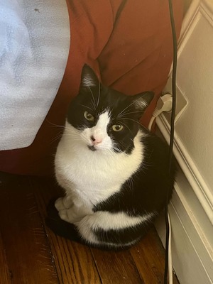 Adopter : Tokyo