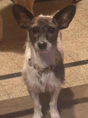 Adopter : Lolita