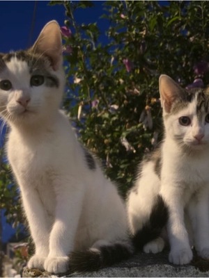 Adopter : Baby et Bianca 