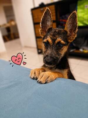 Adopter : SUNNY