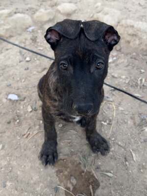 Adopter : Billy Djin