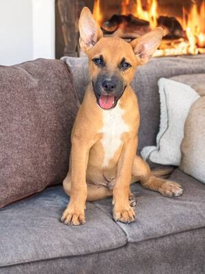 Adopter : Billi