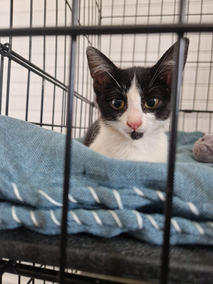Adopter : Blake