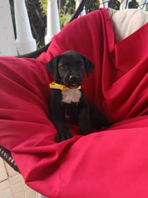 Adopter : Ywa