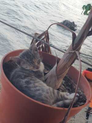 Adopter : Lucie