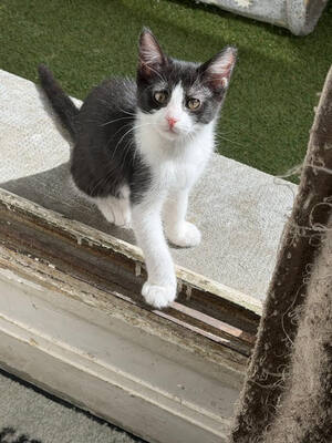 Adopter : Bali