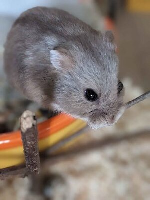 Adopter : Sygurd
