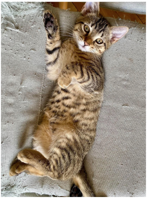 Adopter : Alya