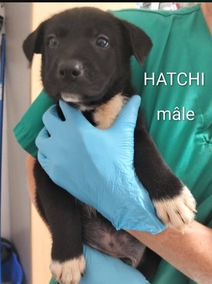 Adopter : Hatchi