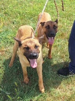 Adopter : Tic et tac