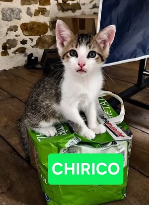Adopter : CHIRICO