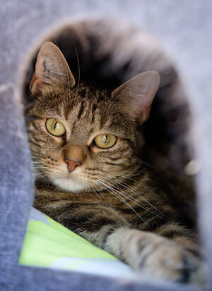 Adopter : Arya