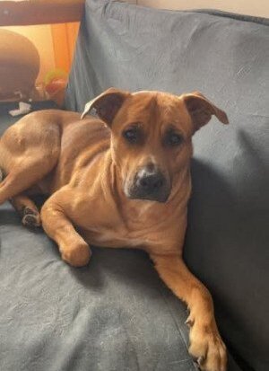 Adopter : Rex