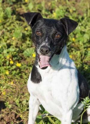 Adopter : Vito