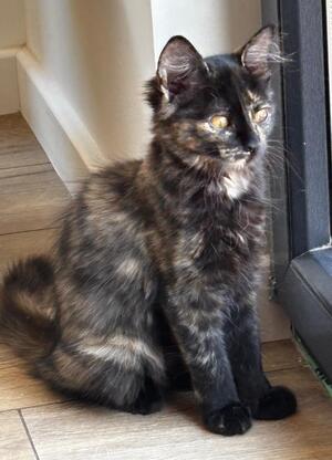 Adopter : BARCELONA ET BRASILIA