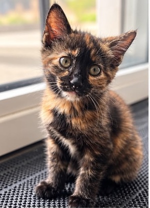 Adopter : Cookie