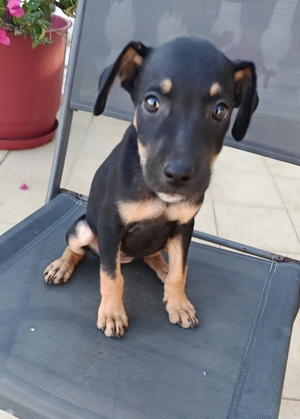 Adopter : Edena
