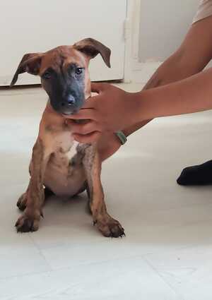 Adopter : Junior 