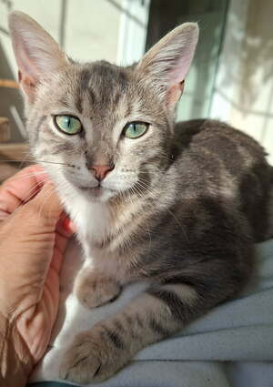 Adopter : Bolide