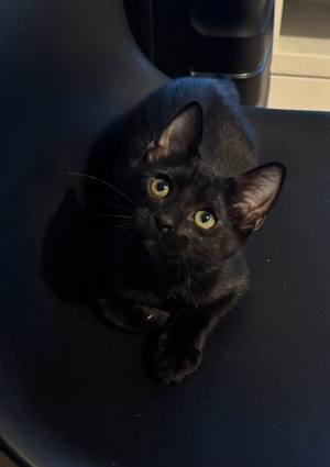Adopter : Luther