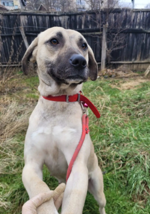 Adopter : Jolie