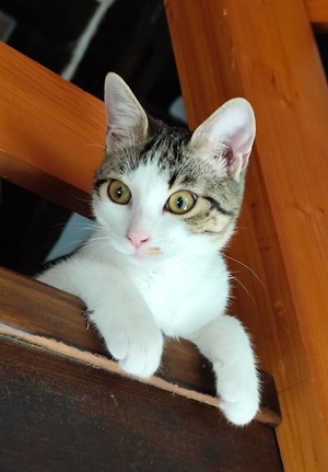 Adopter : Plume