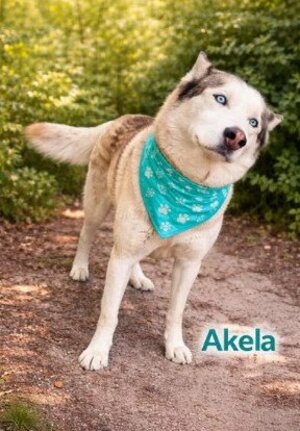 Adopter : Akela