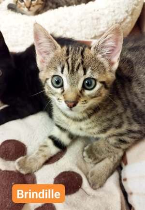 Adopter : Brindille
